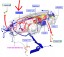 Ford OE 6C1T-14K024-BJ КОНСОЛЬ ГОЛОВНА ПРОВОДА FORD TRANSIT Mk6 2008р
