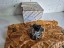 Fiat OE Вакуумний насос 71788926 Fiat Abarth Lancia Alfa Romeo OE