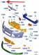 Ford OE BM51-8200-BF BM5Z8200B РЕШІТКА РАДІАТОРА З ЕМБЛЕМОЮ ПЕРЕДНЯ FORD FOCUS 2011-2015 OE 2048467 _ BM51-8200-BF