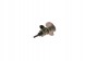 Bosch 0 444 021 092 Модуль дозування вприскування сечовини 0 444 021 092 bosch
