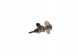 Bosch 0 444 021 092 Модуль дозування вприскування сечовини 0 444 021 092 bosch