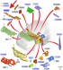 Ford OE ІЗОЛЯТОР ПАНЕЛІ ПРИЛАДІВ FORD EDGE 2016-2018 OE 1927832 _ GT4B-R01492-AD